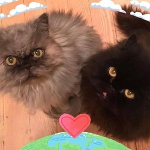 Meet your Posher, Jm